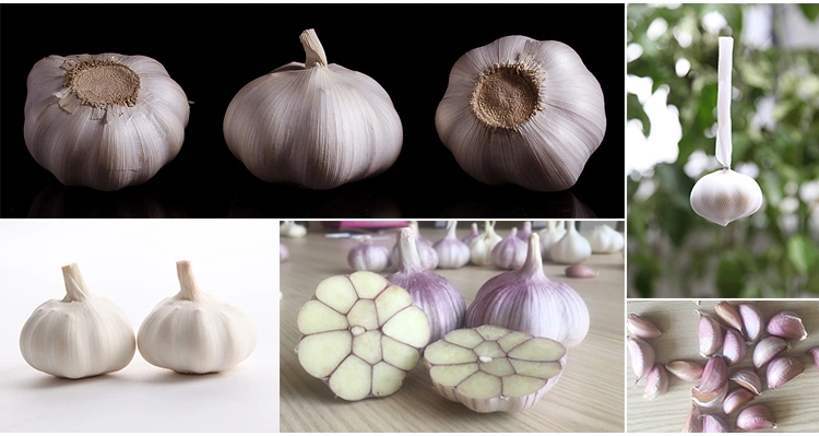New Wholesale Jiangsu Good Price Export Solo Pure Peeled Fresh Dried Normal/Super White Dehydrated Garlic