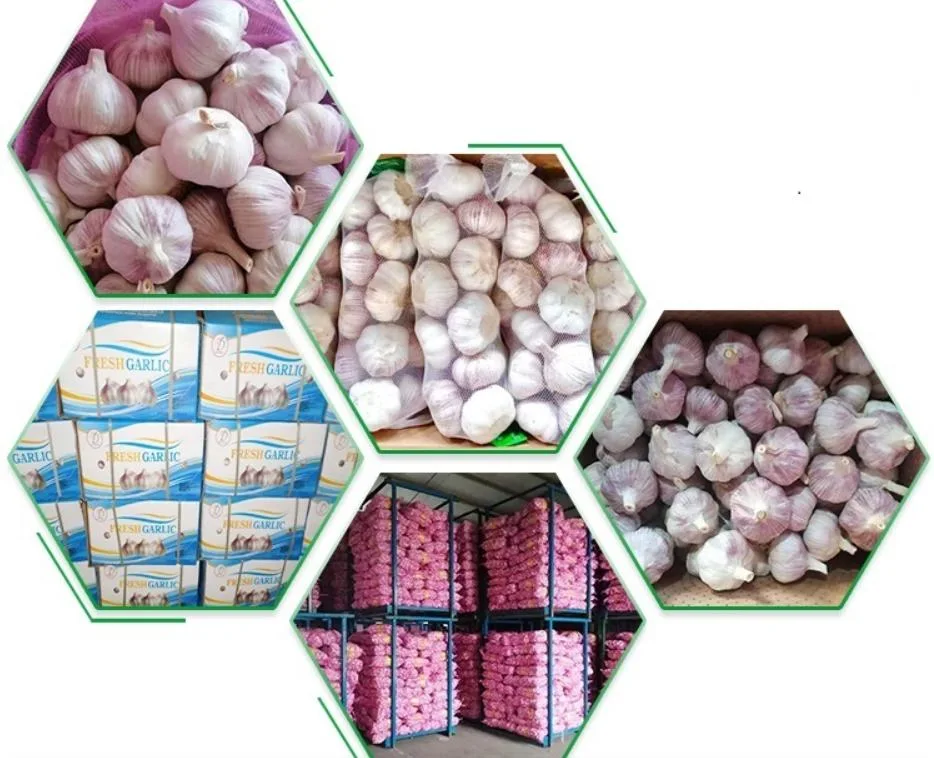 New Wholesale Jiangsu Good Price Export Solo Pure Peeled Fresh Dried Normal/Super White Dehydrated Garlic