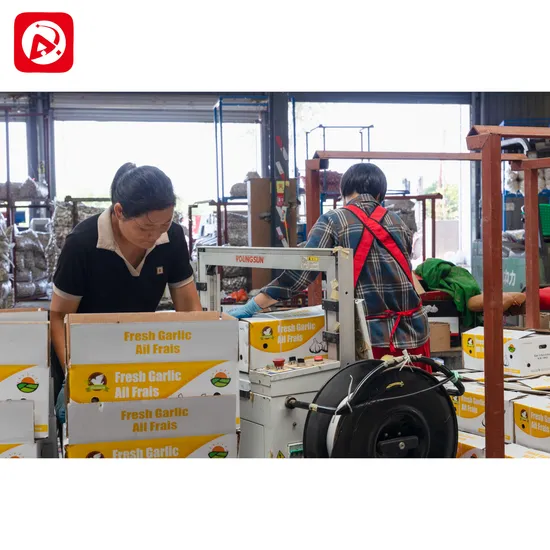 New Wholesale Shandong Good Price Export Solo Pure Peeled Fresh Dried Normal/Super White Dehydrated Garlic