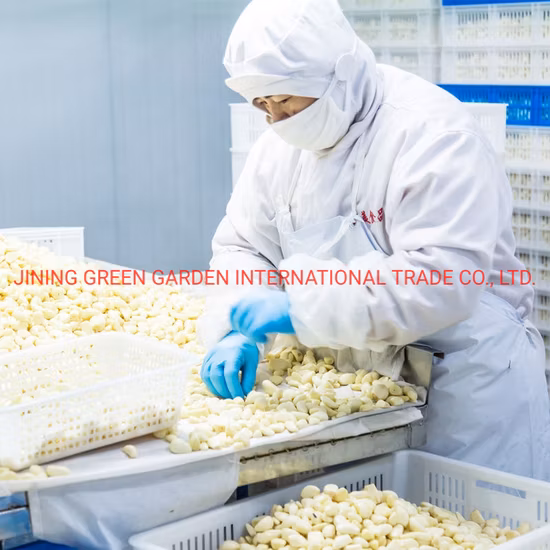 Good Quality Peeled Garlic in Brine